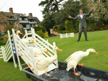 Cye Ducks