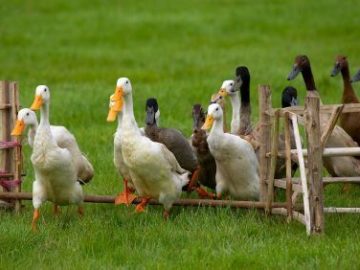 Duck Herding Flicker