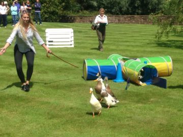 Duck Herding 2