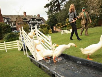 Duck Herding