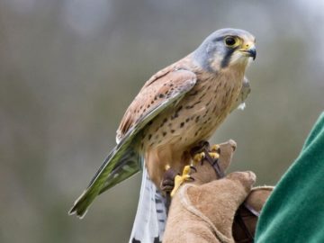 Bird