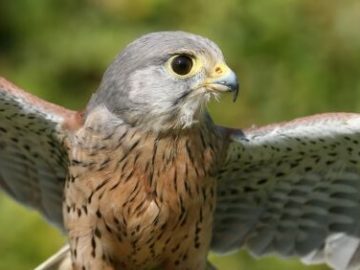 Falconry 5