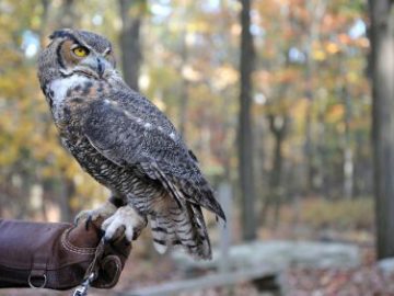 Falconry 6