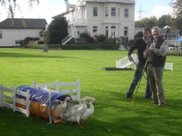 Ducks 1 Thornton Hall Hotel 800